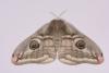 Saturnia pavonia